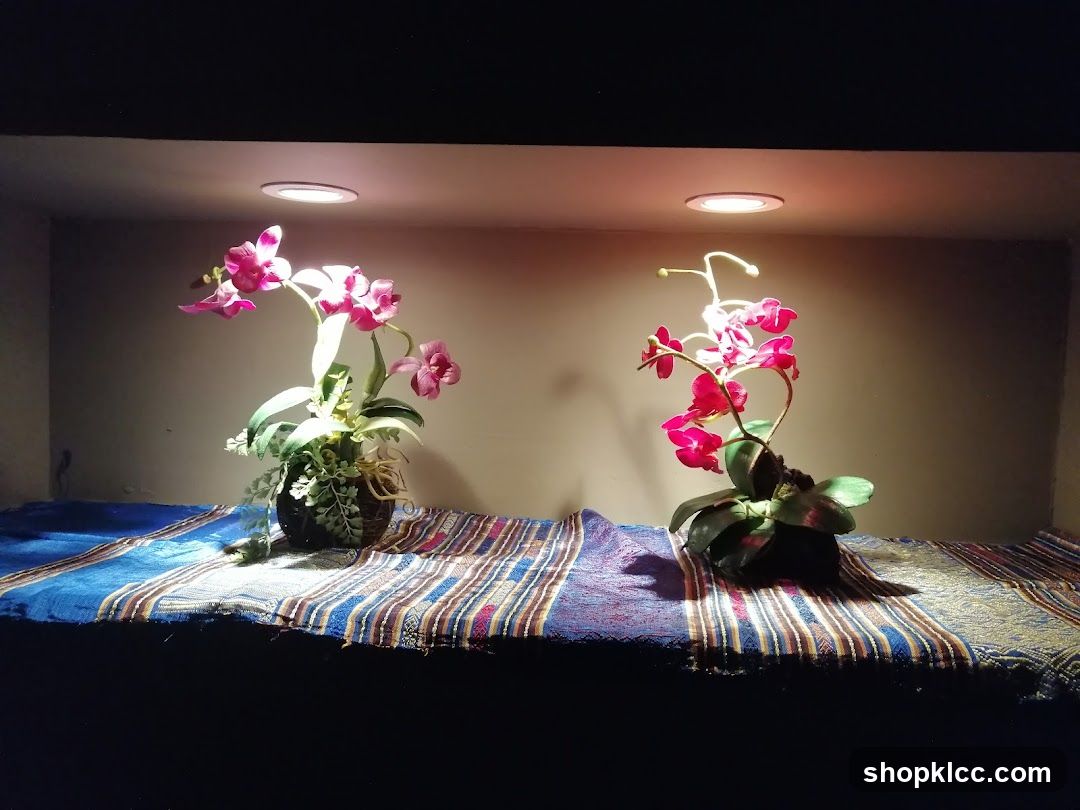 Orchid Display
