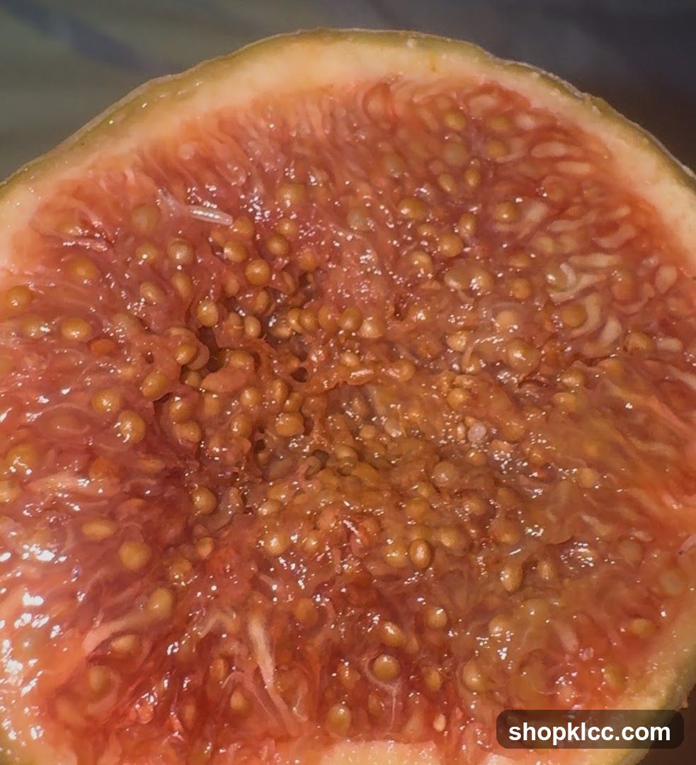 Close-up of a Fig