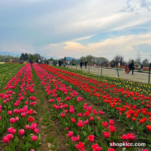 Tulip Garden