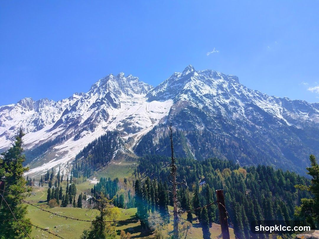 Snow-capped mountains and pine forest