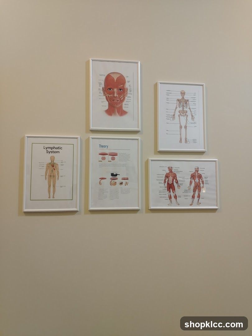 Anatomy Posters