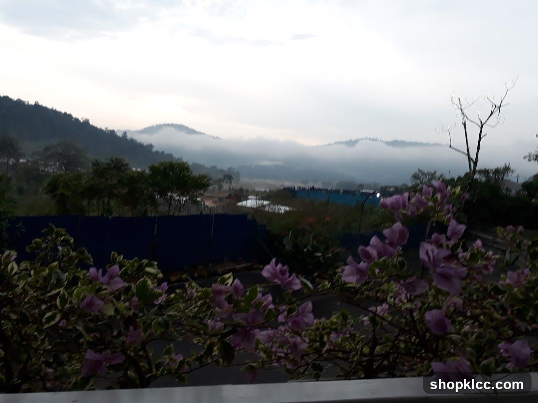 Misty Mountains and Flowers