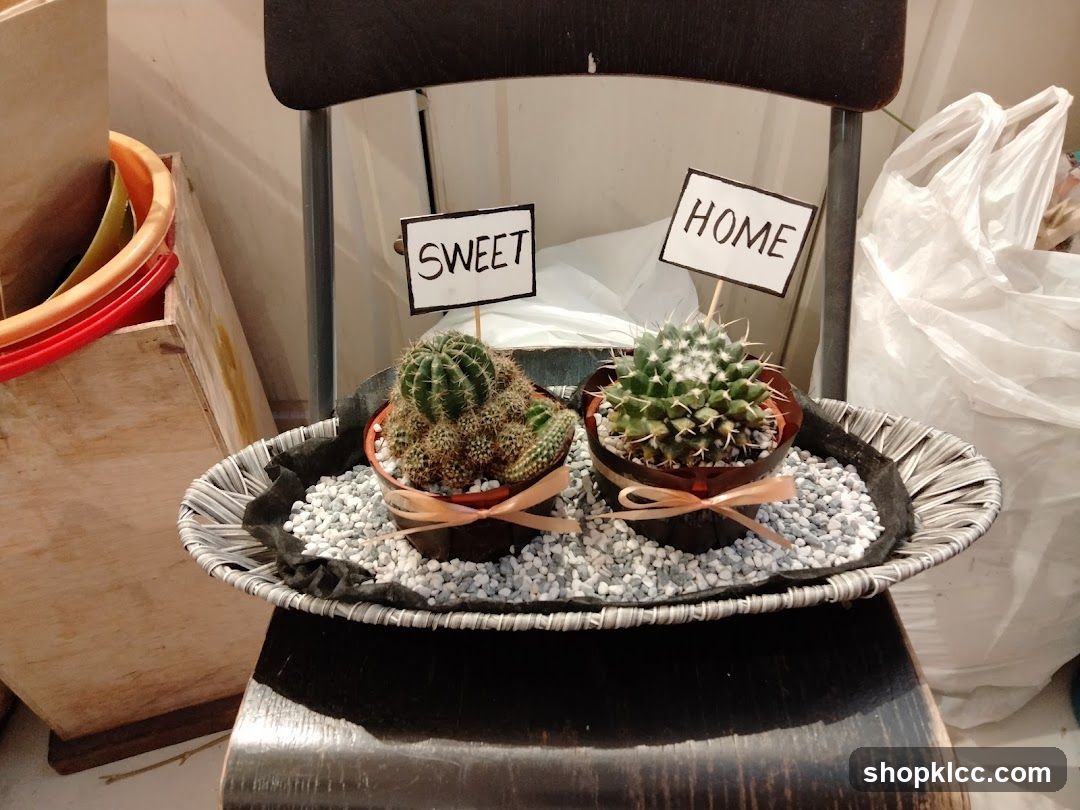Cactus display