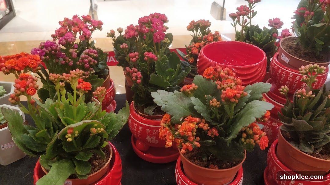 Potted Kalanchoe Plants