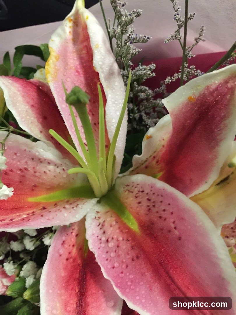 Pink and White Lily with Water Droplets