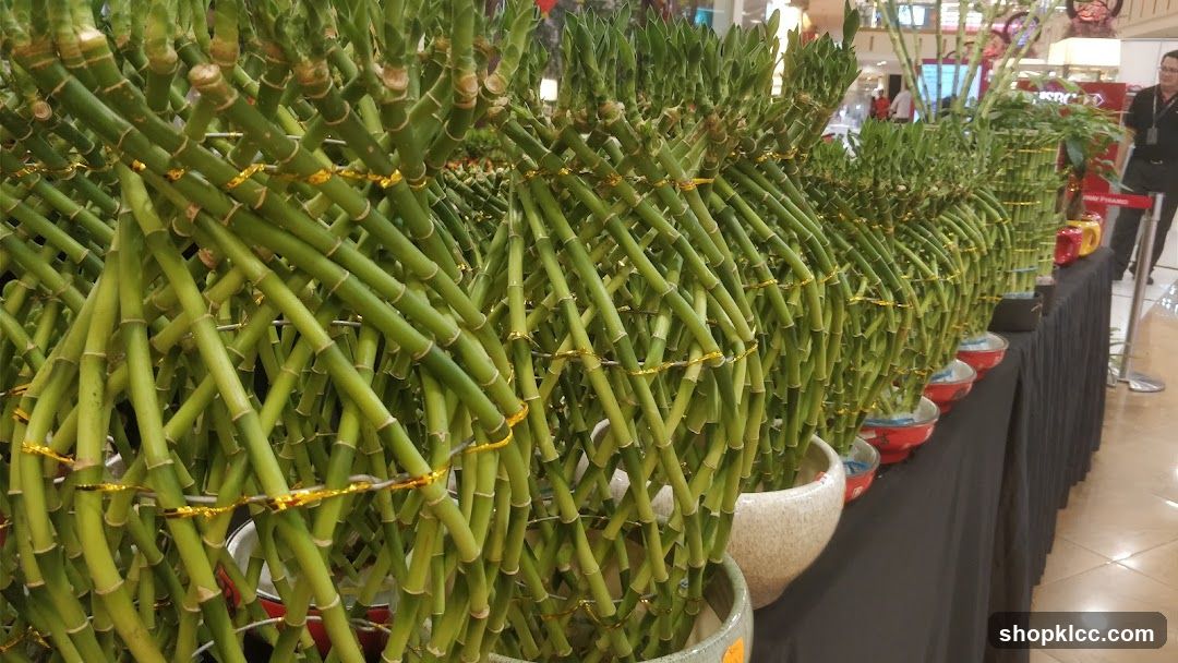 Lucky Bamboo Display