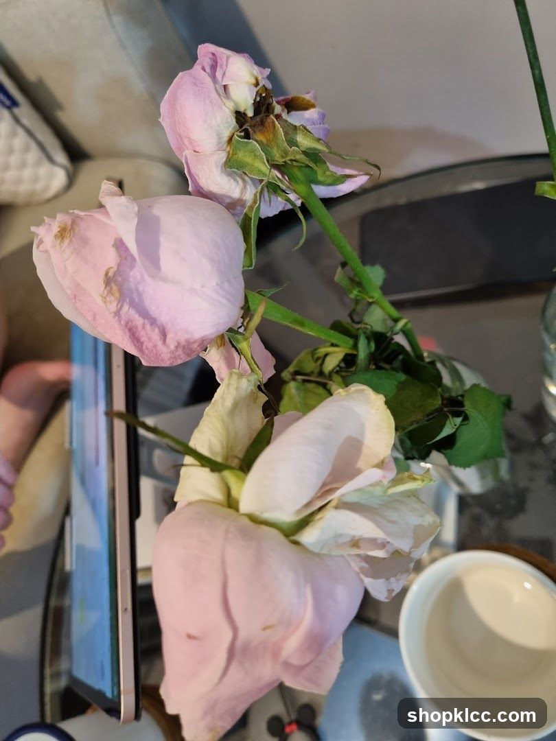 Wilting Pink Roses
