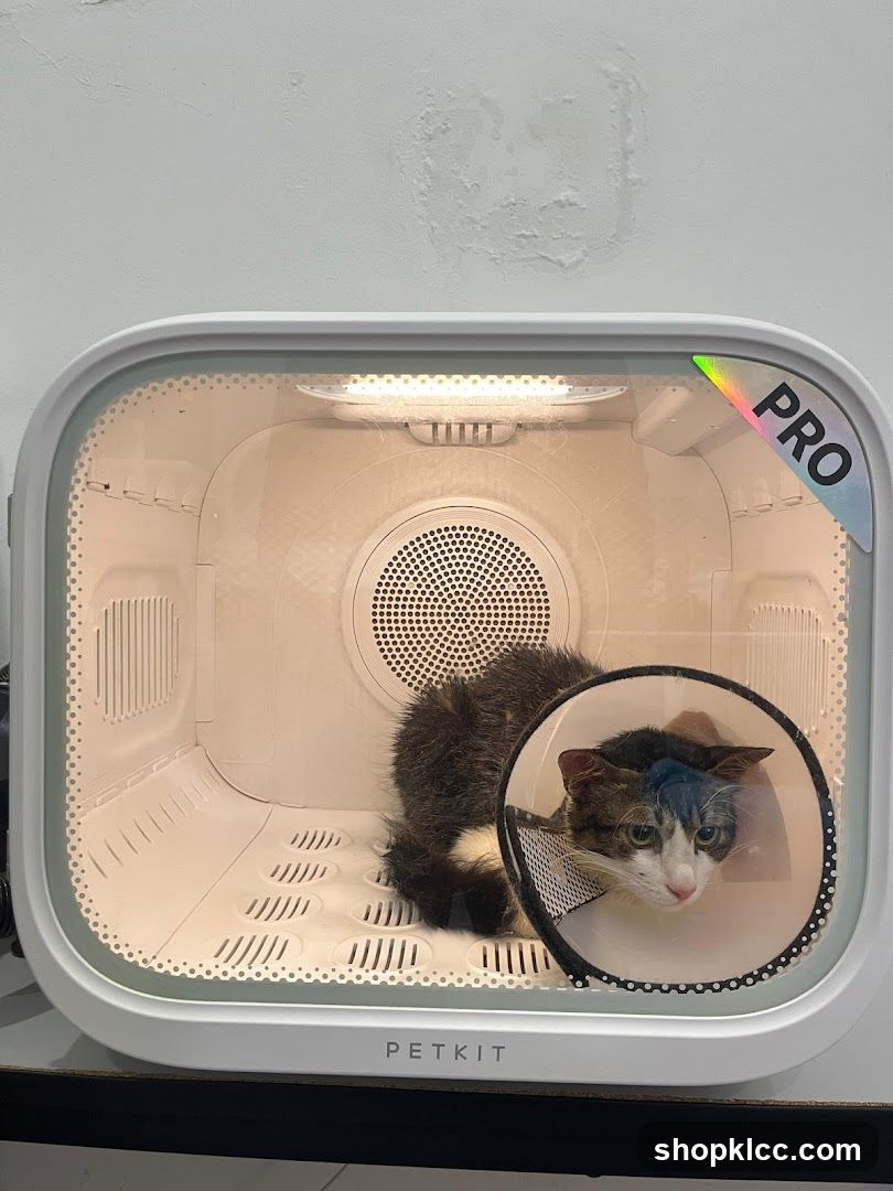 Meowever Cat Centre