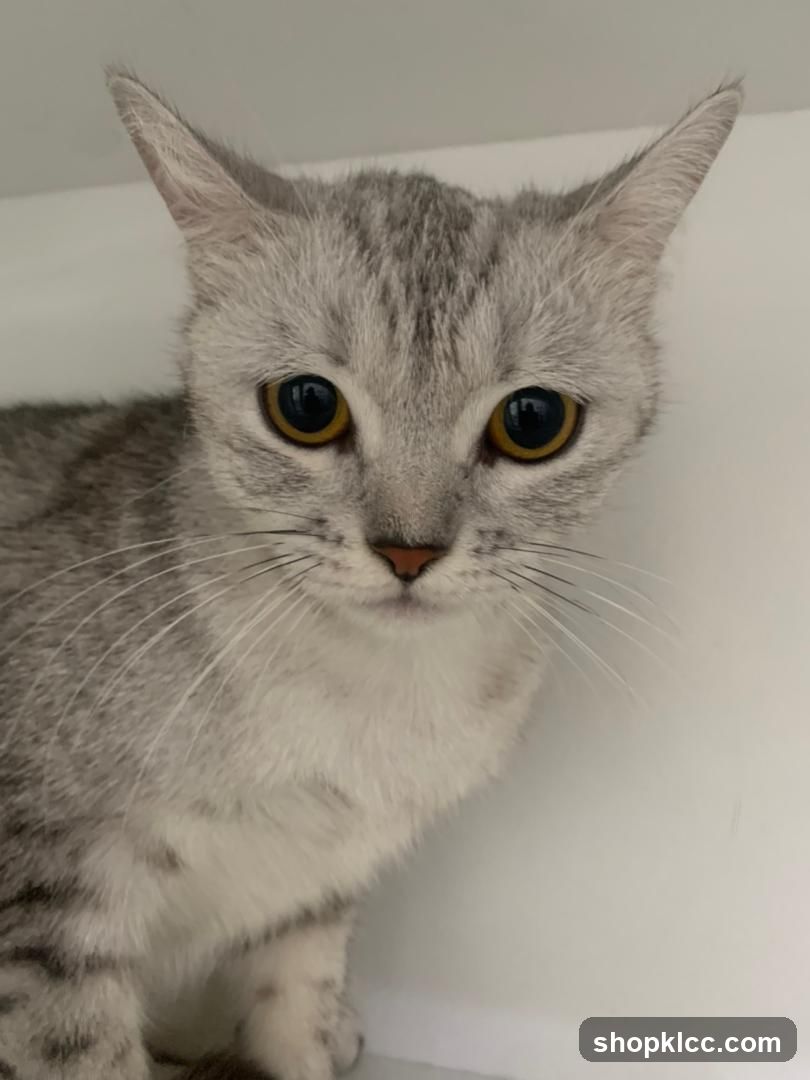 Meowever Cat Centre