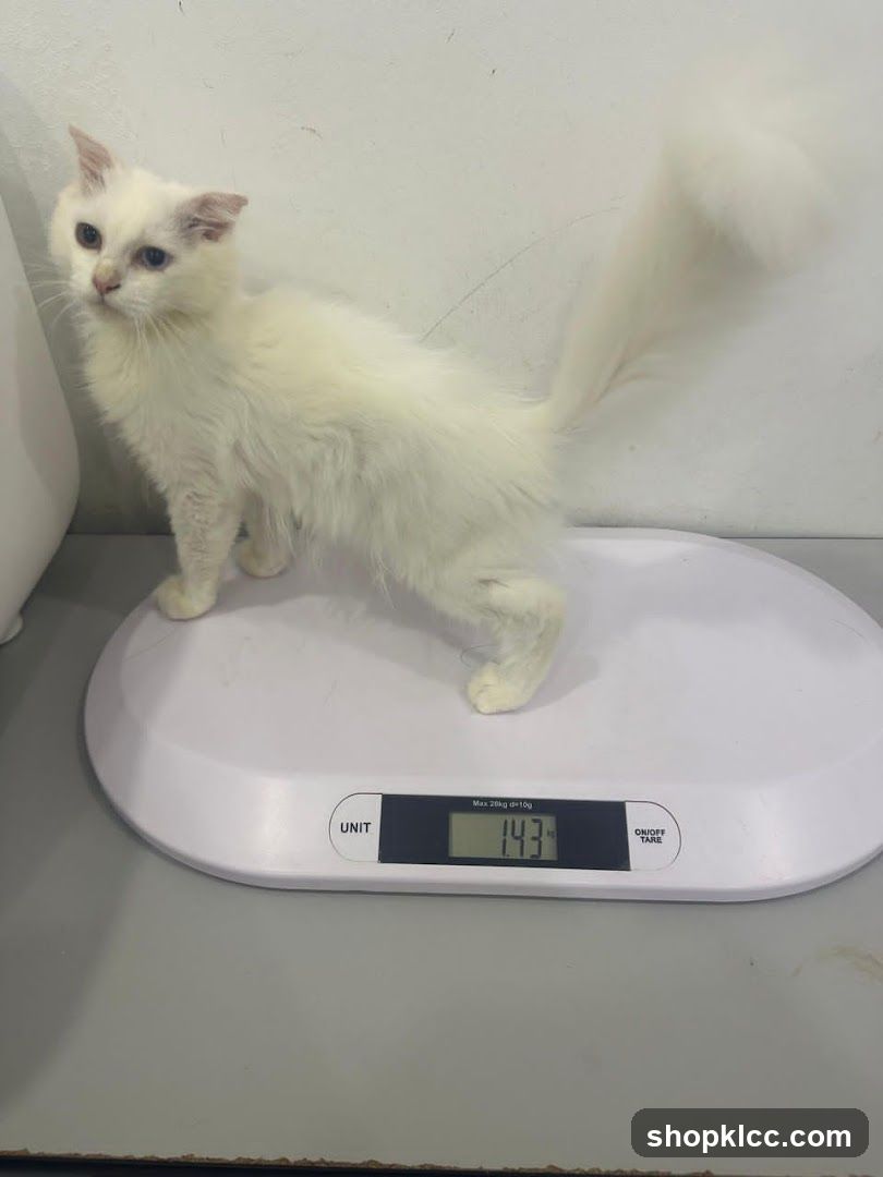 White cat on a scale