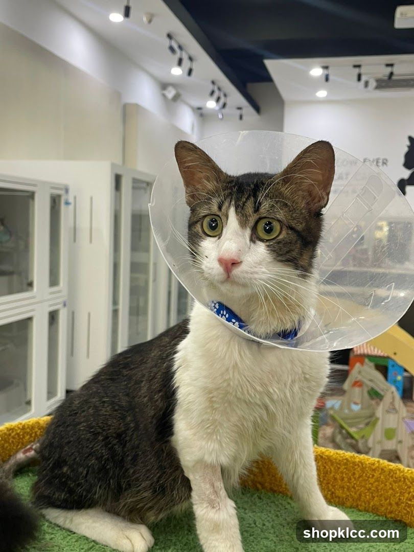 Cat wearing a cone