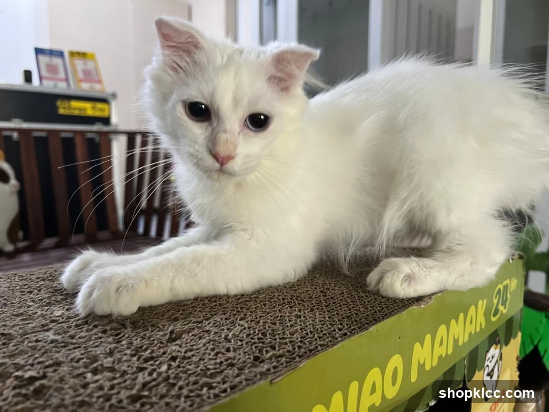 White cat on a scratching post