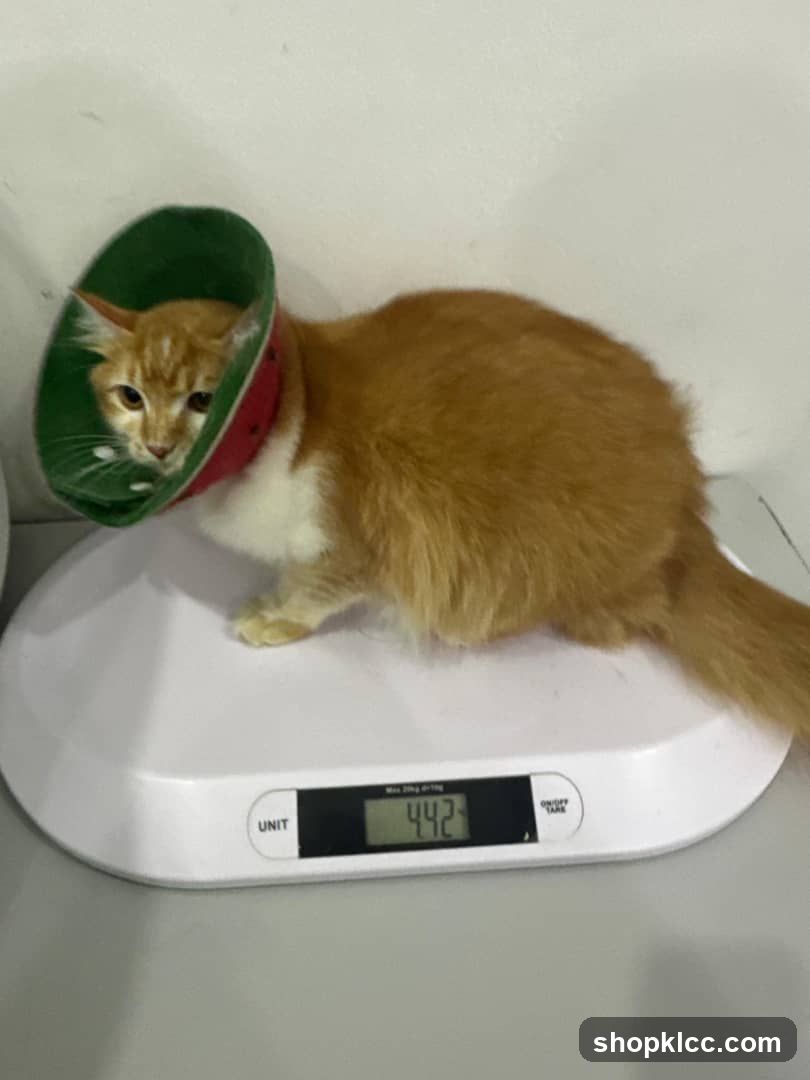 Cat on a scale