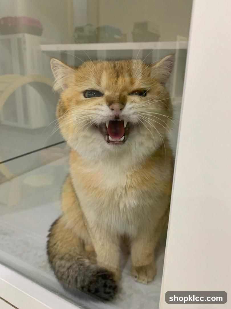 Cat with mouth open