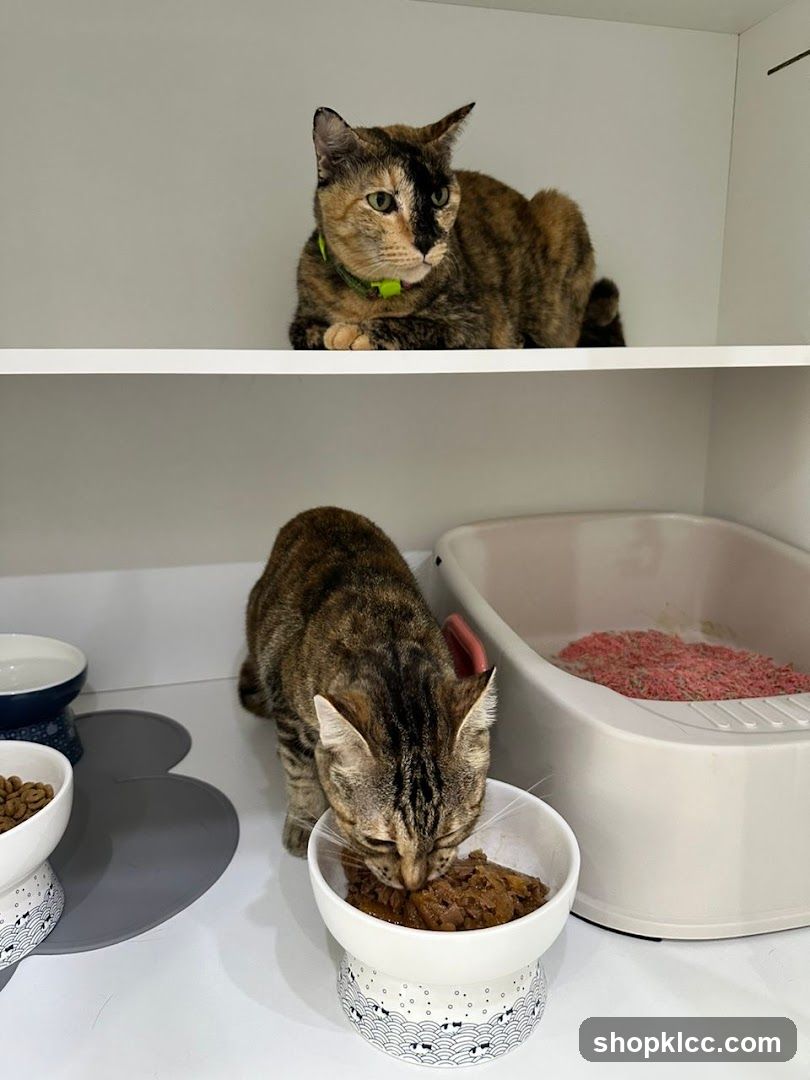 Cats eating and resting