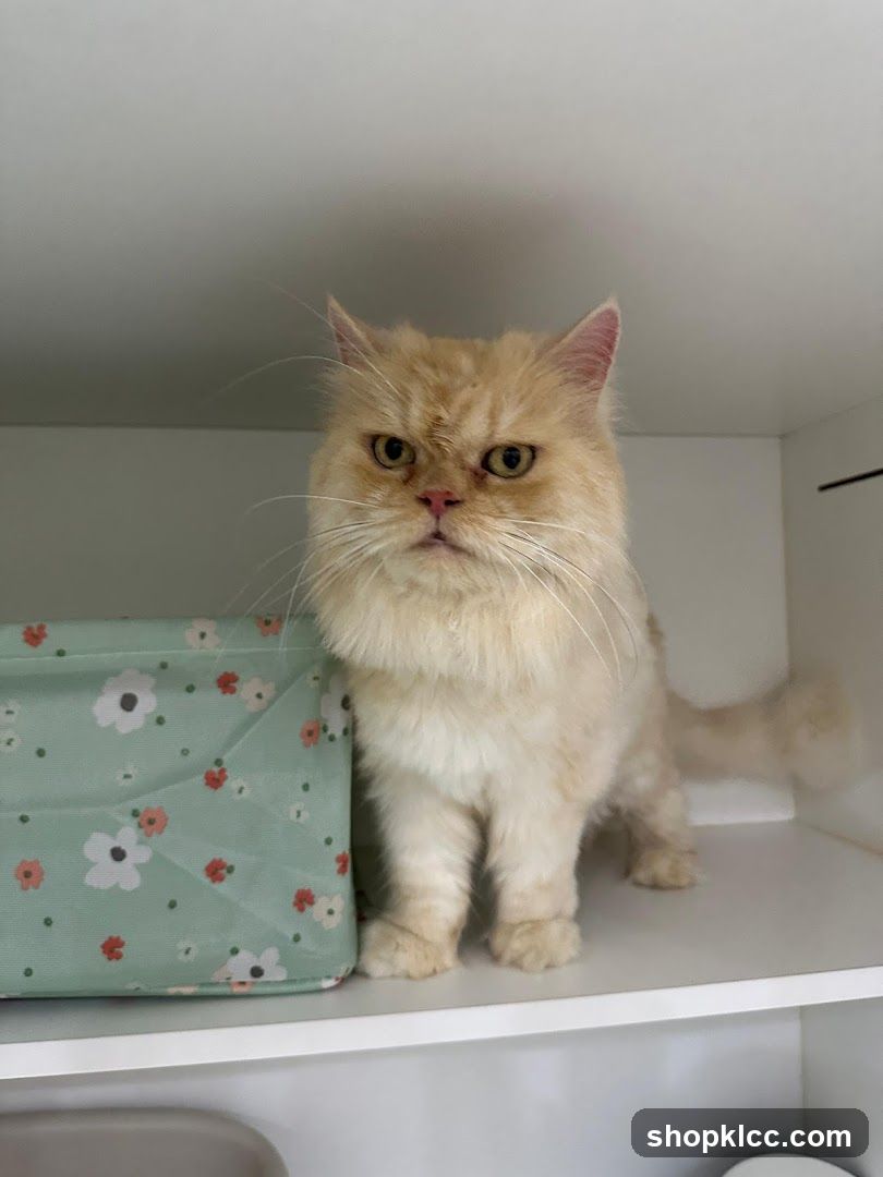 Grumpy Cat on Shelf