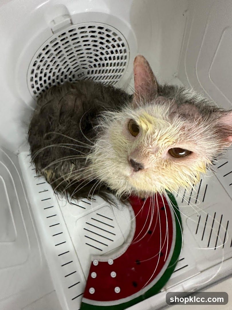 Wet Cat in Dryer