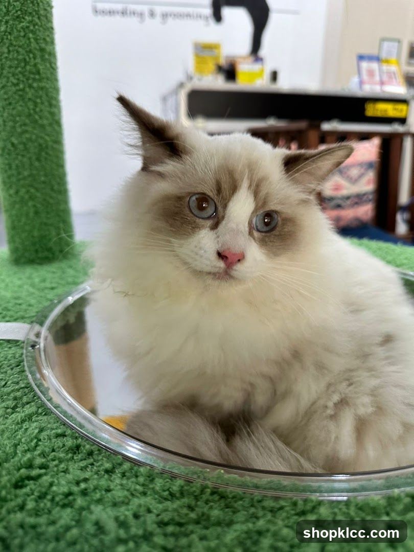 Fluffy Cat in a Pet Salon