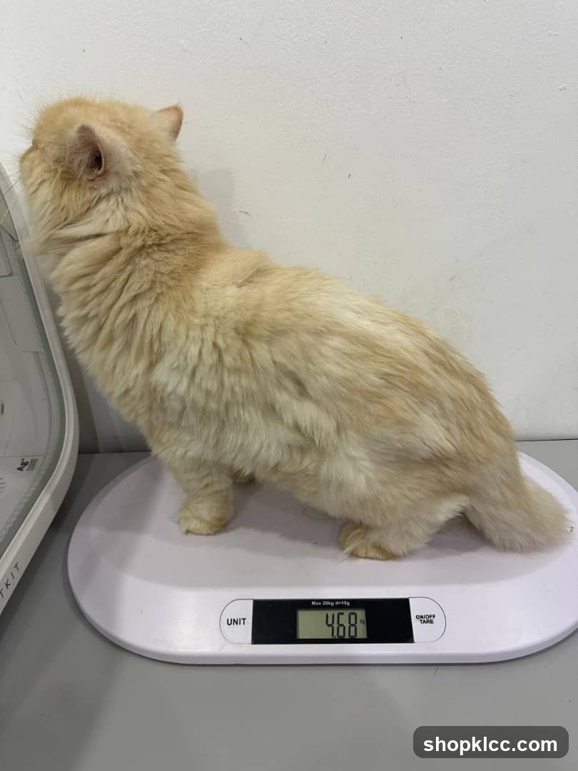 Cat on a scale