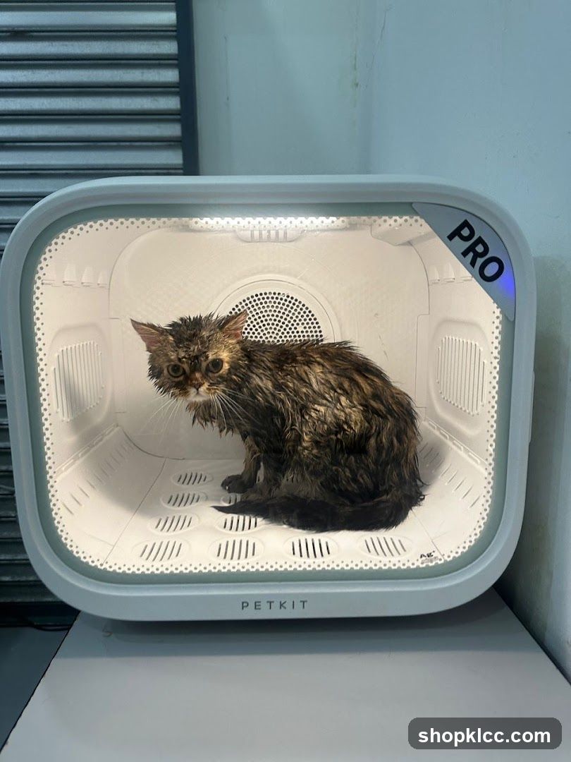 Wet cat in a pet dryer