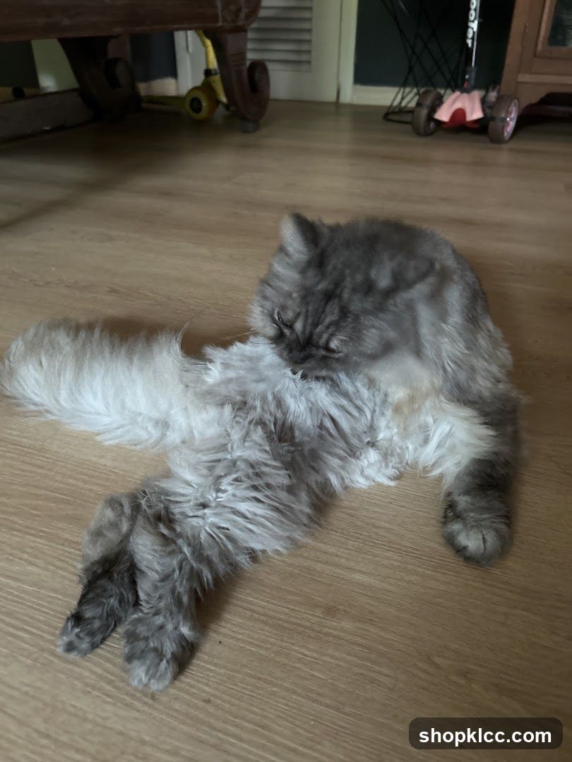 Cat grooming on floor