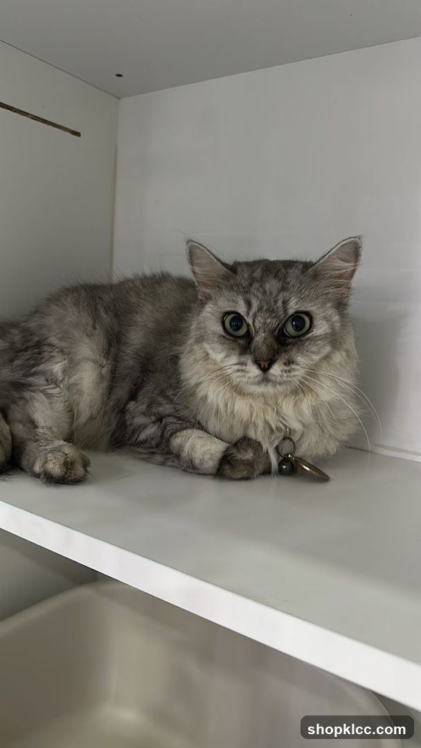 Cat on a shelf