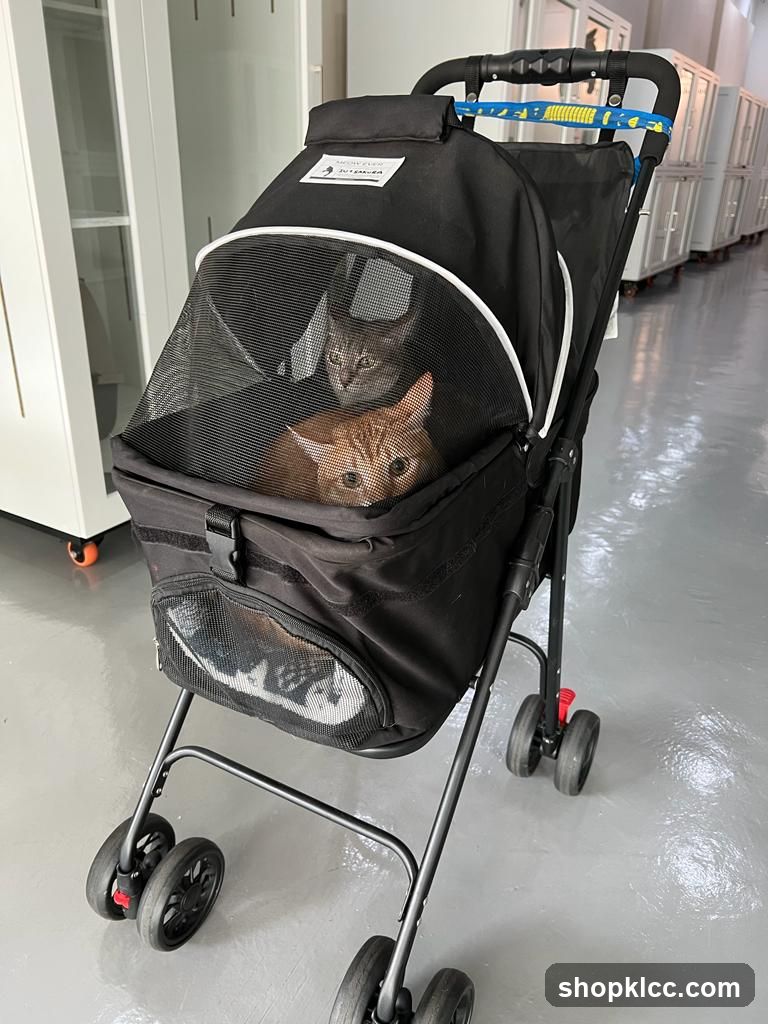 Two Cats in a Pet Stroller