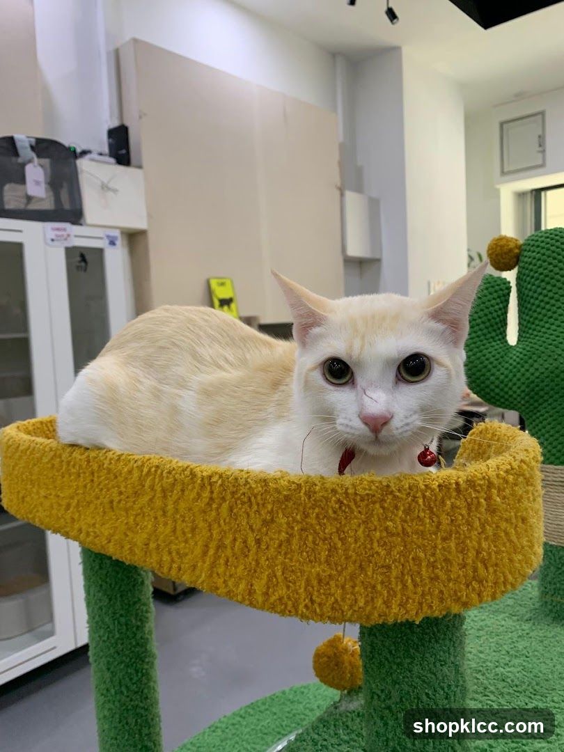 Cat on a perch