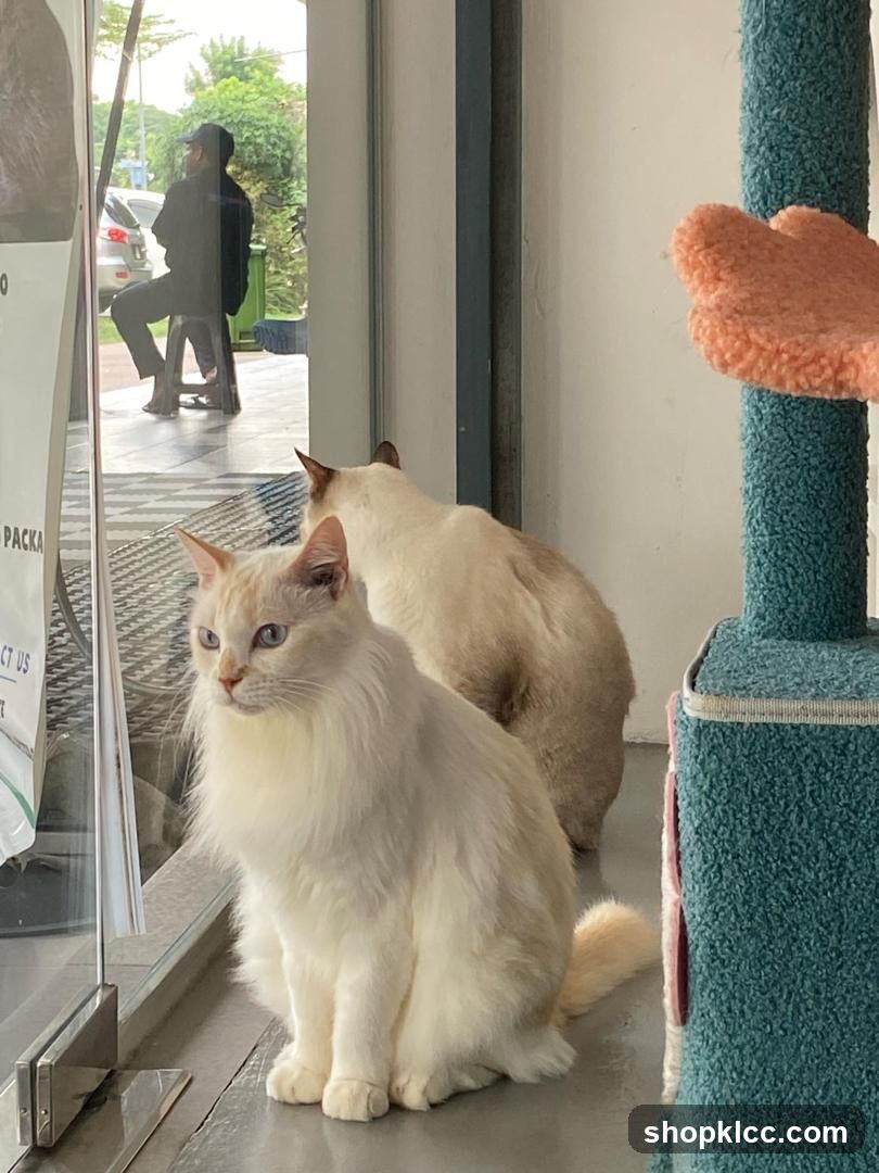 Cats in a Pet Store