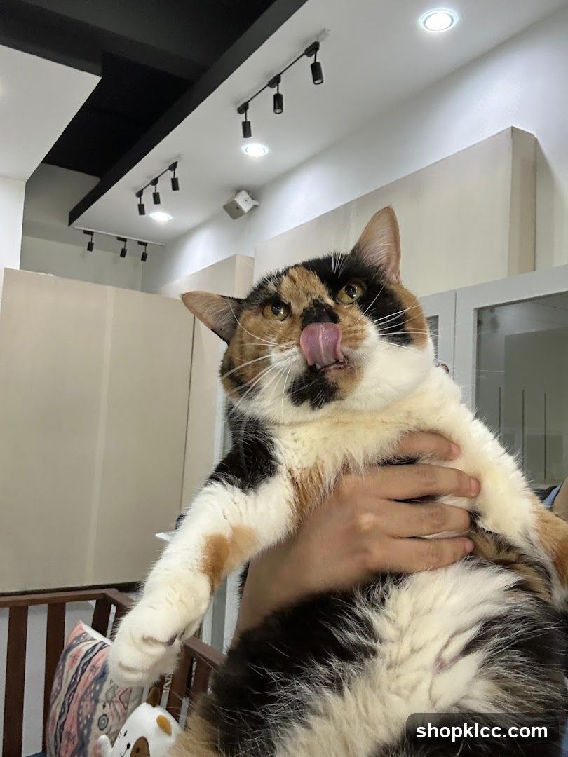 Calico Cat Being Held