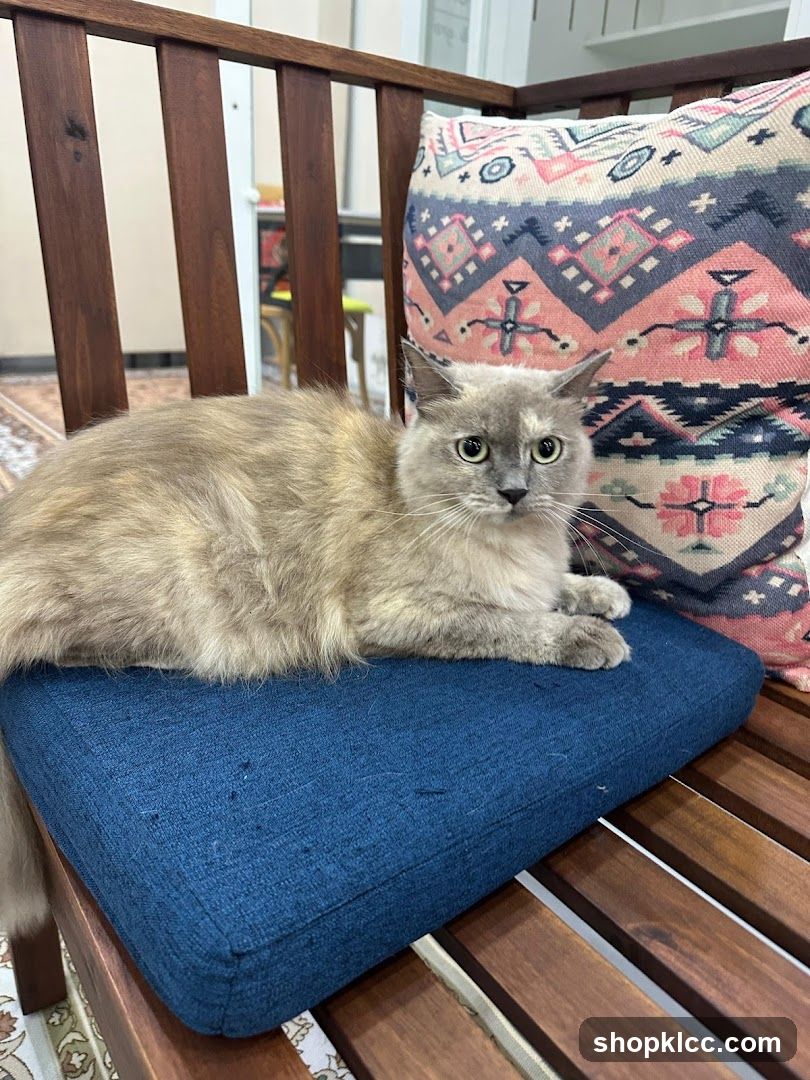 Cat on a bench