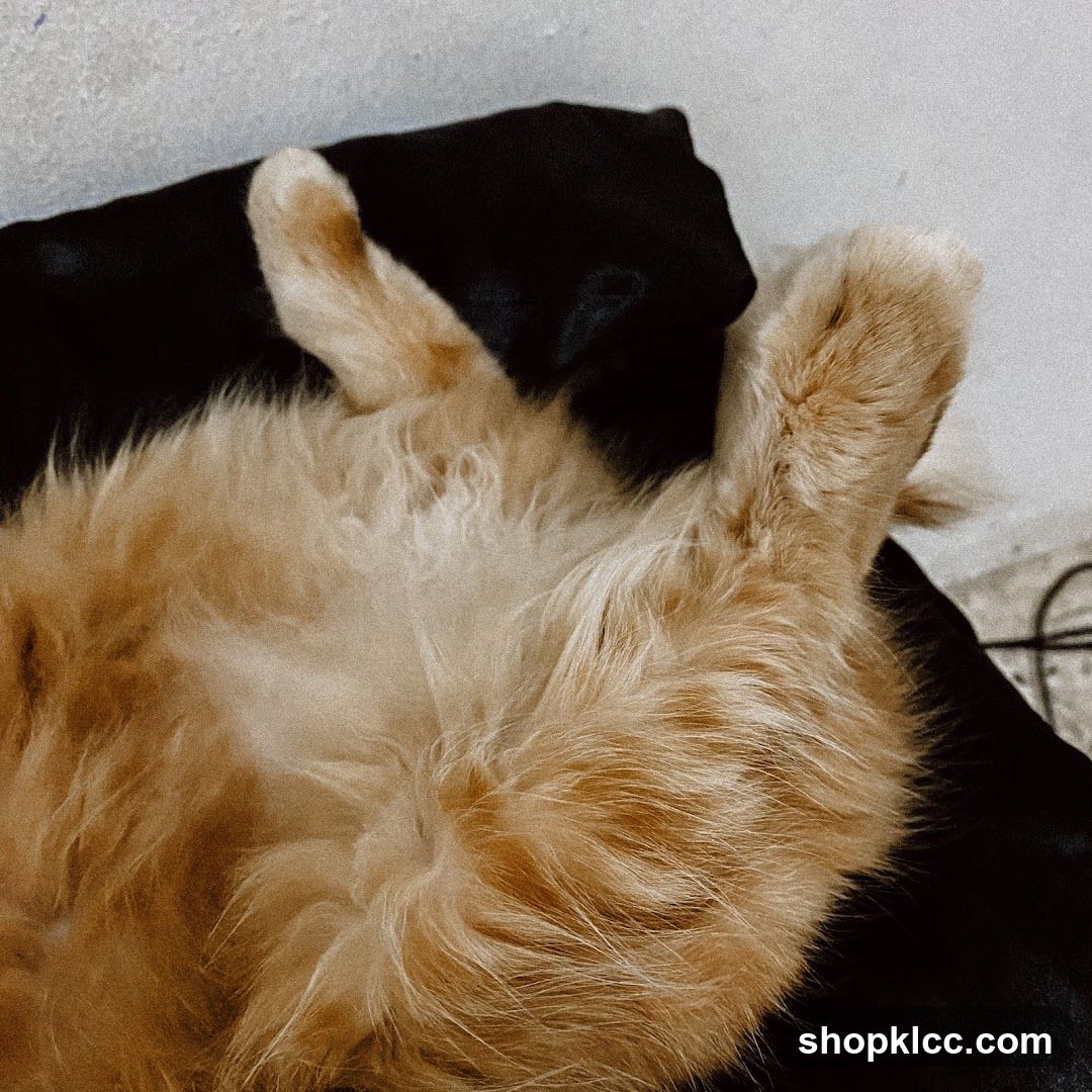 Furry Cat Lying Down