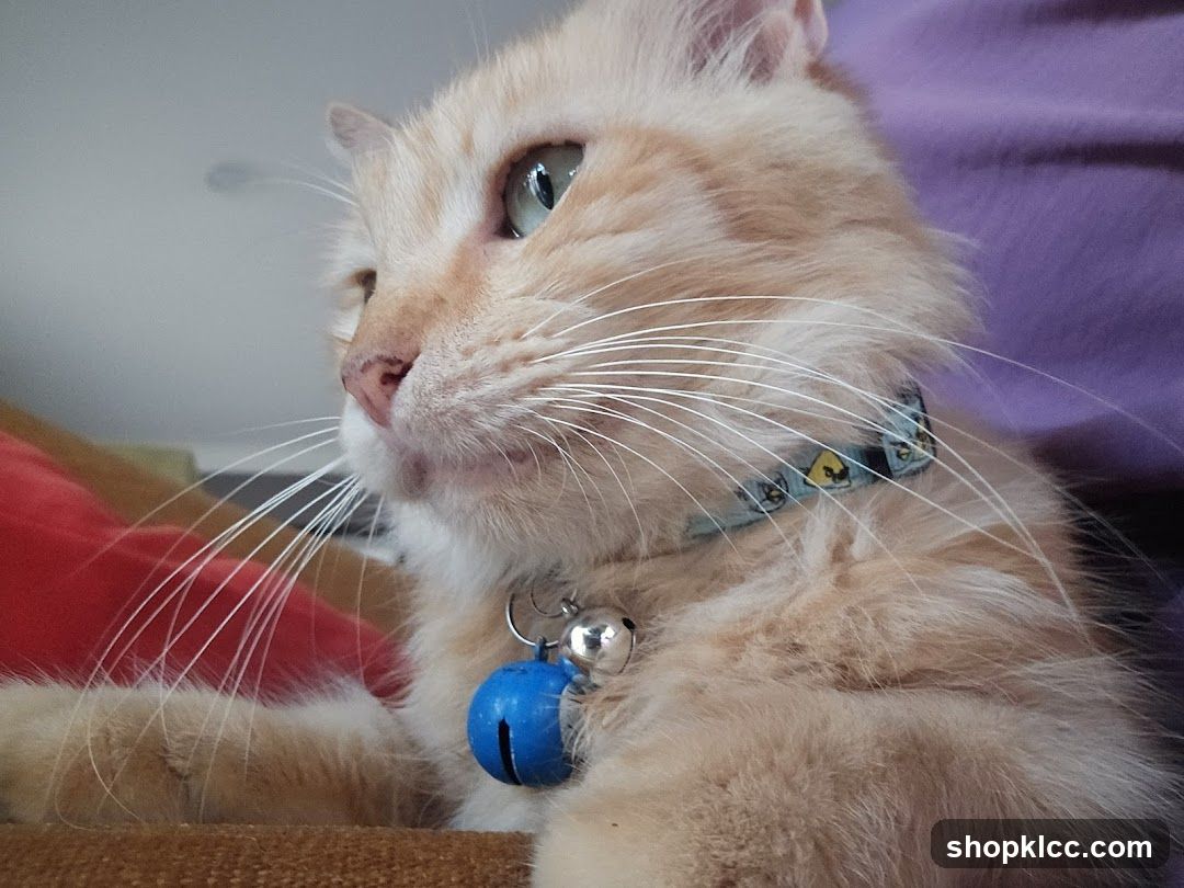 Cat with collar and bell
