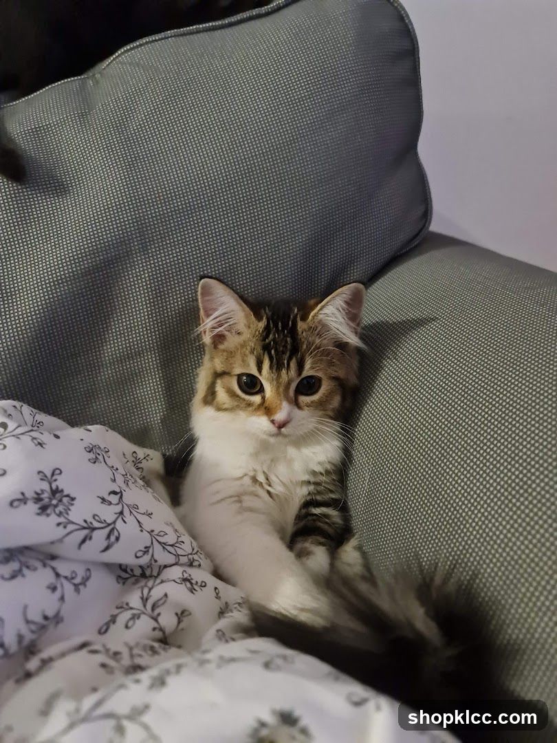 Kitten on a couch