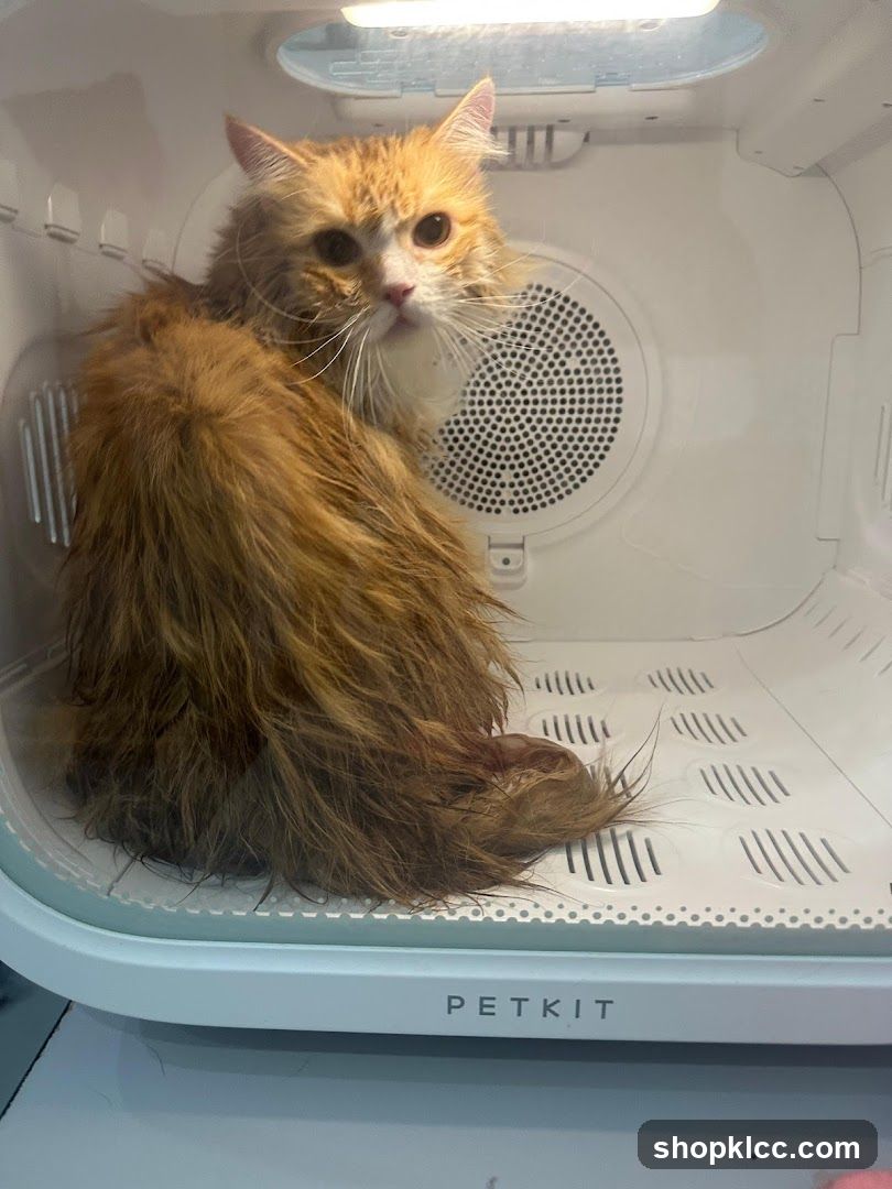 Cat in a dryer