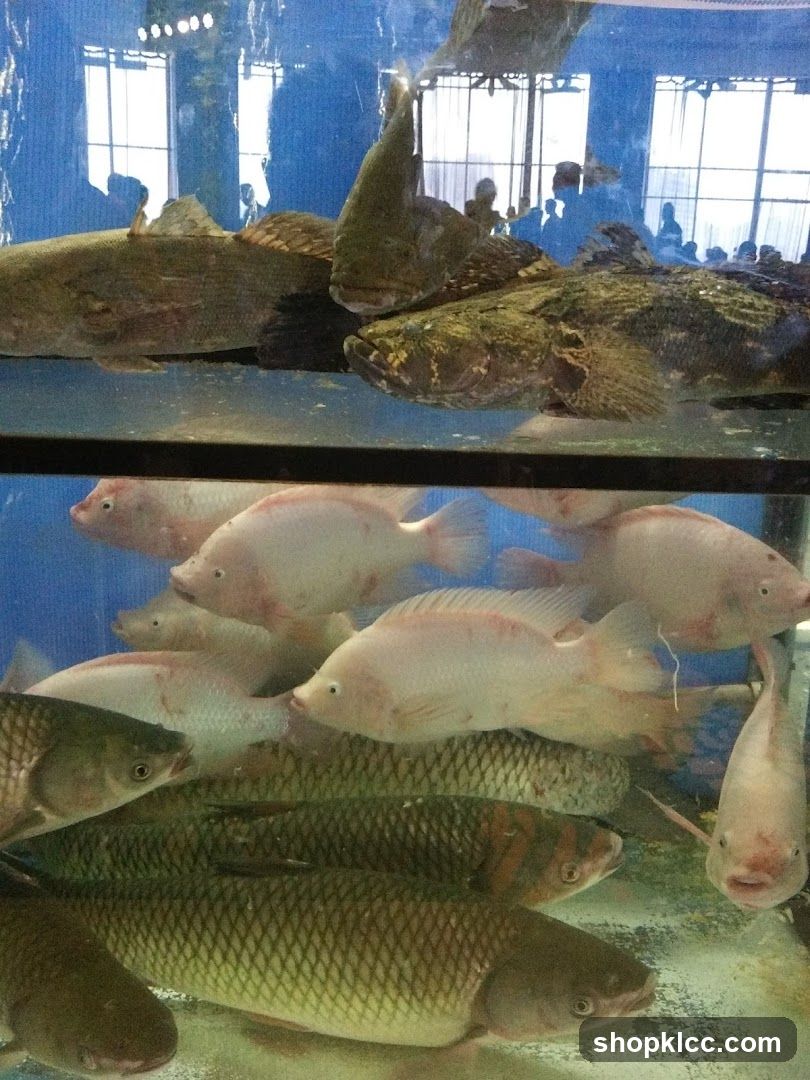 Fish Tank Display