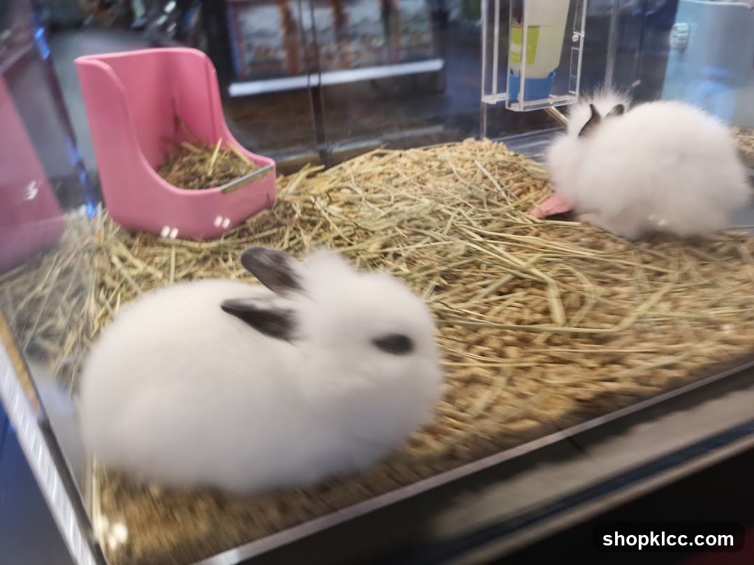 Two fluffy white bunnies in a hay-filled enclosure