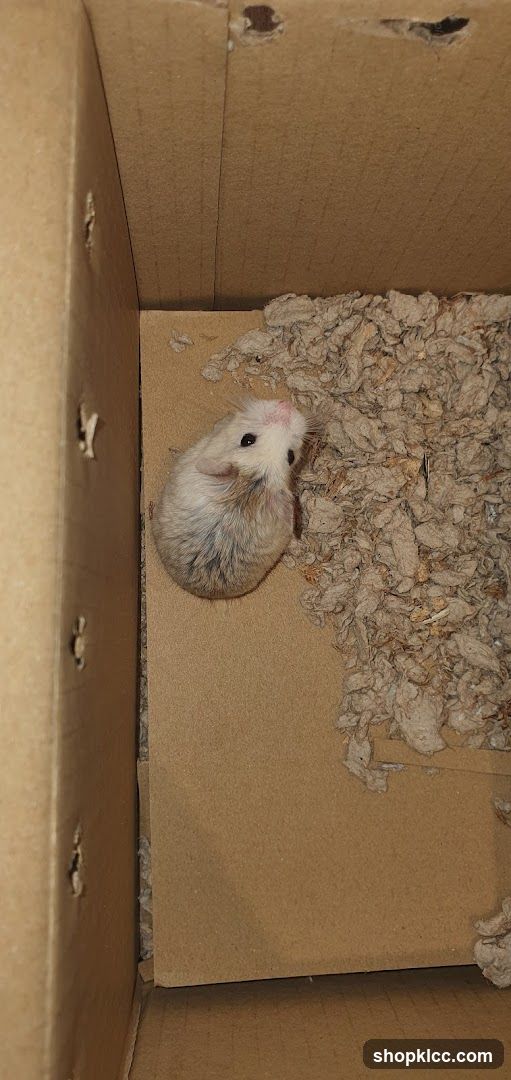 Hamster in a Cardboard Box