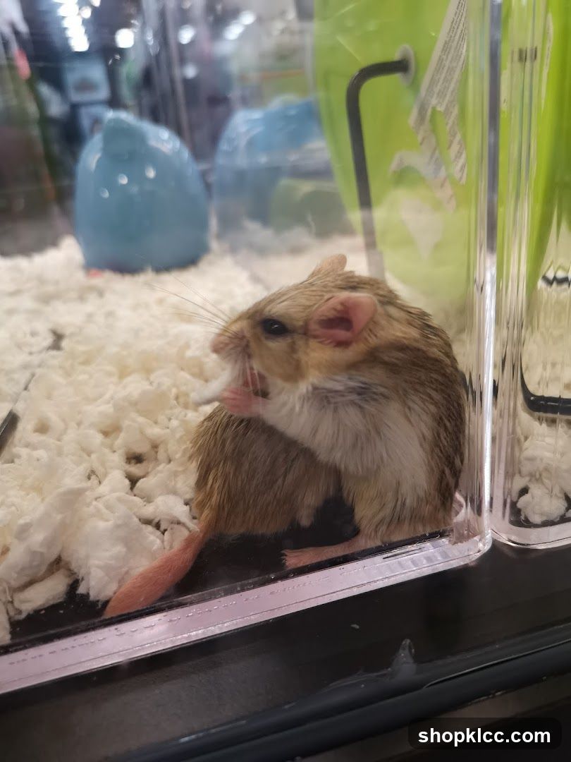 Gerbil in enclosure
