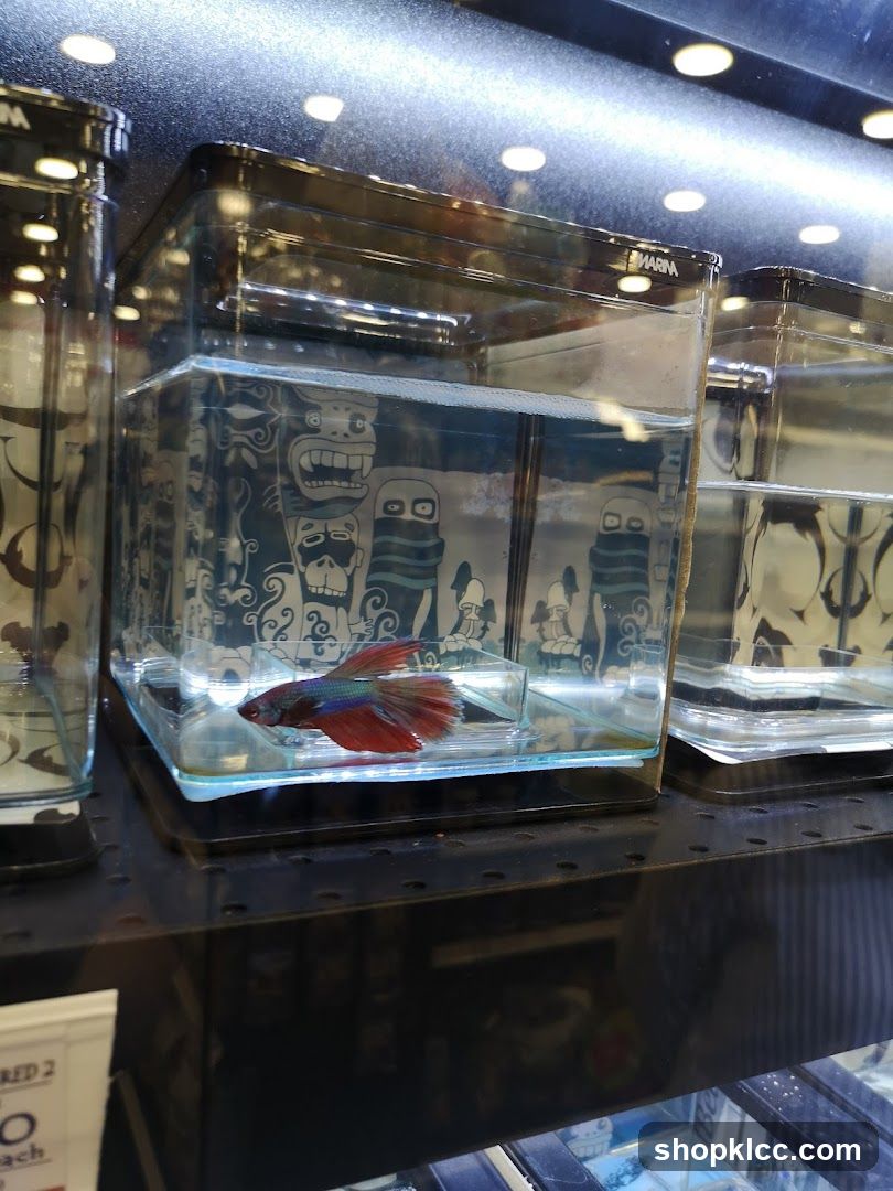 Betta Fish in Tank