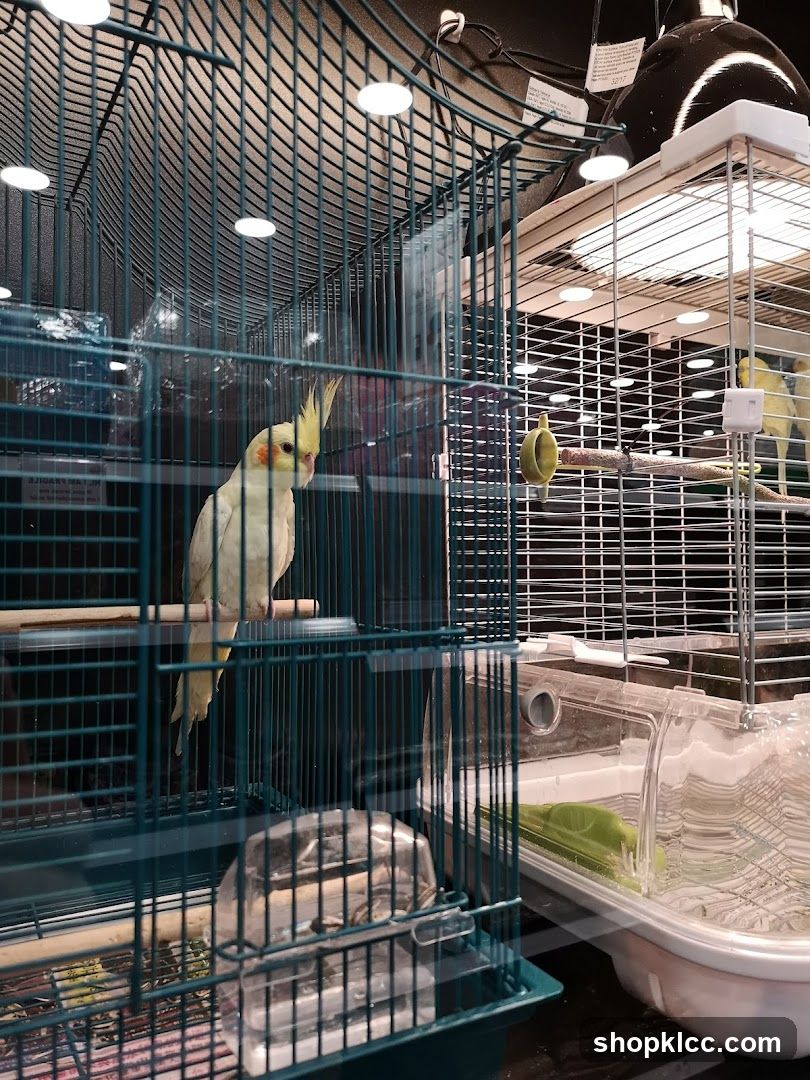 Cockatiel in a cage
