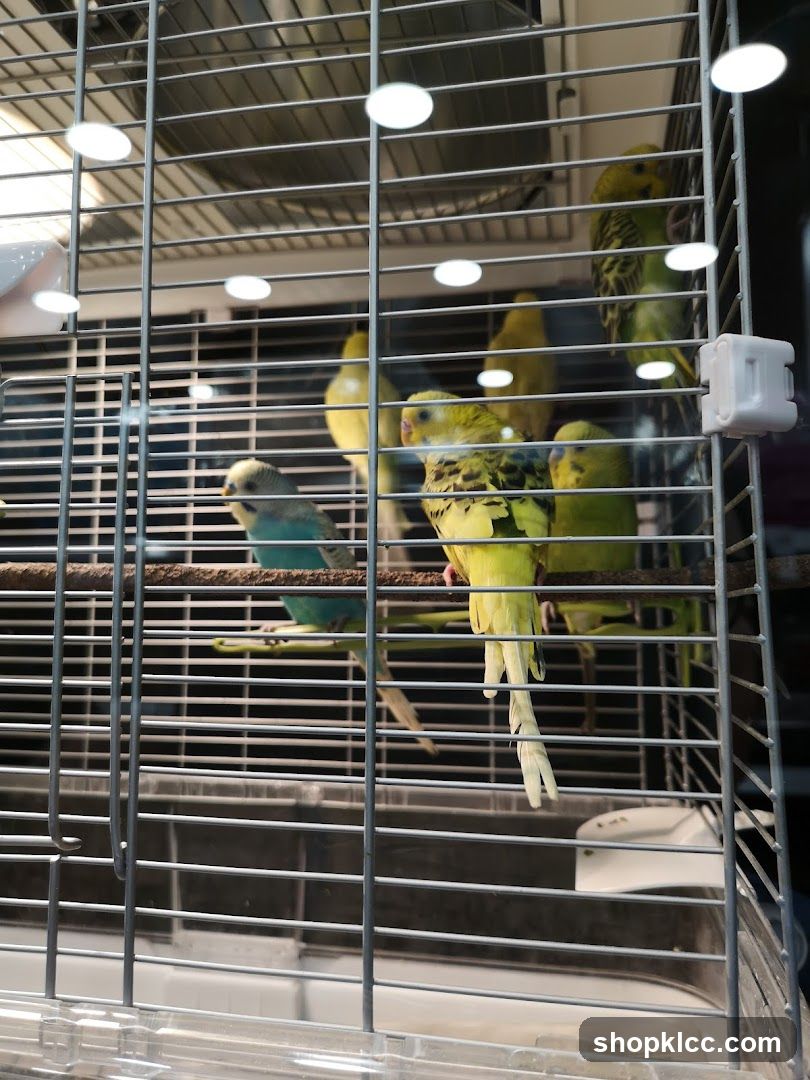 Budgies in a cage