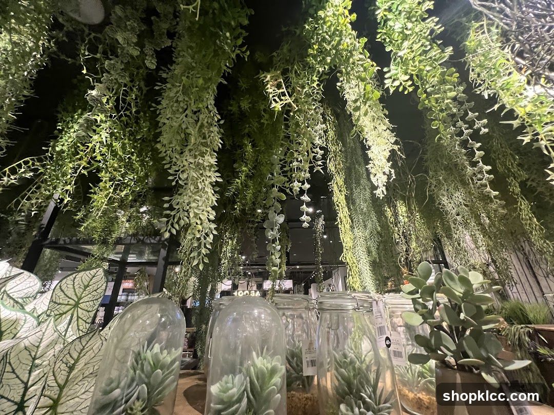 Hanging Plants and Succulents