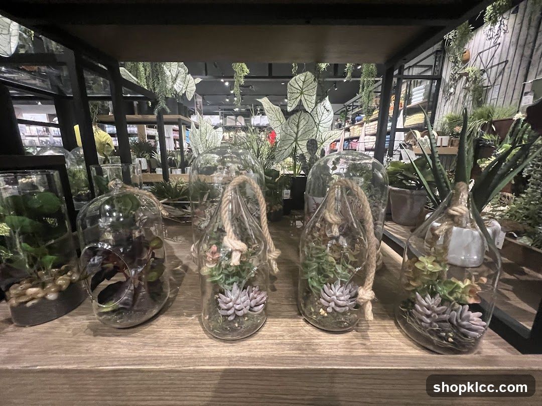 Terrariums with Succulents