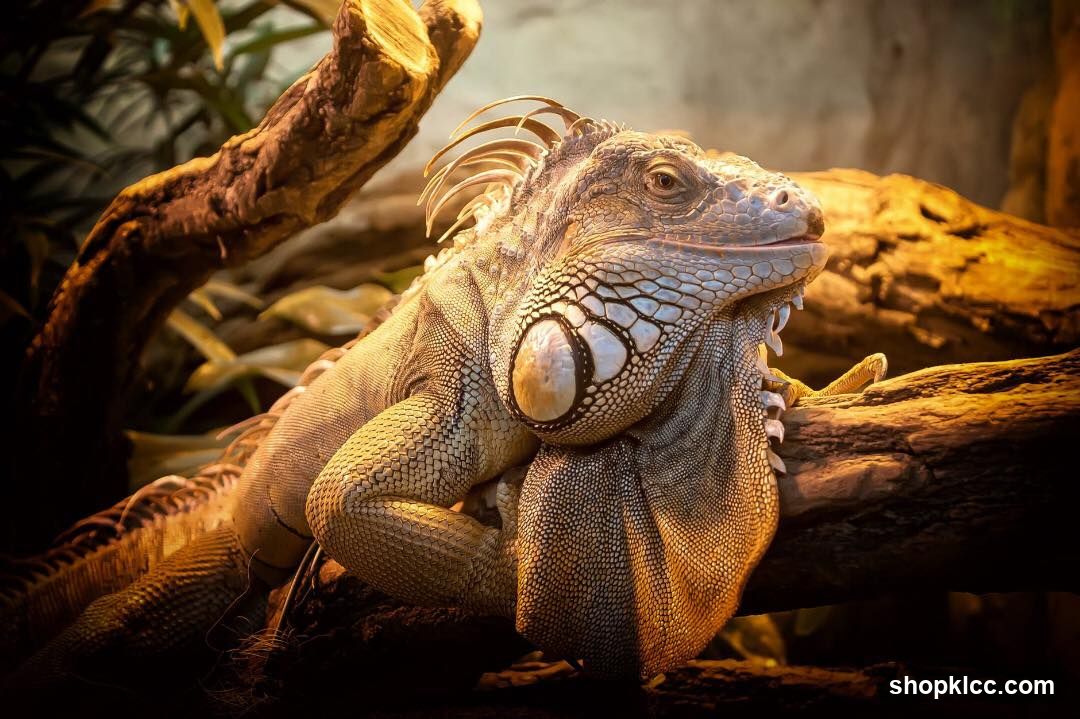 Iguana on a branch
