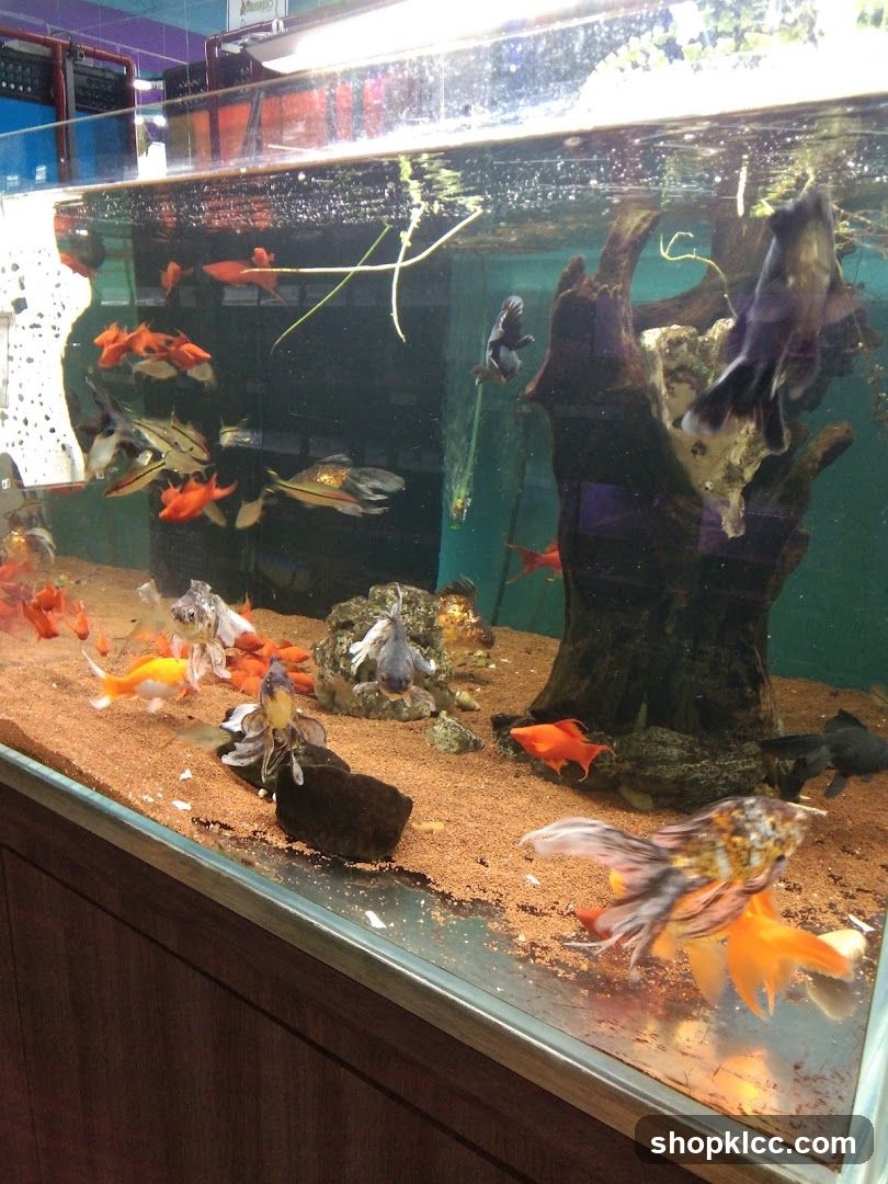 Aquarium with Various Fish