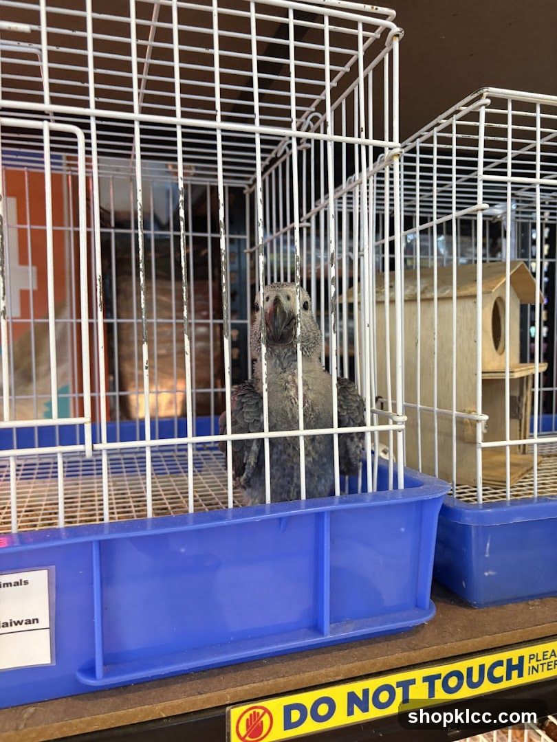 Parrot in a cage