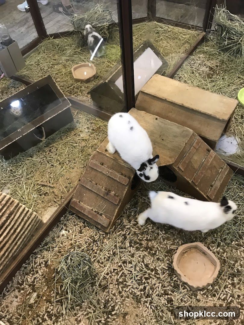Rabbits in enclosure