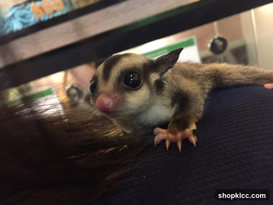 Sugar Glider