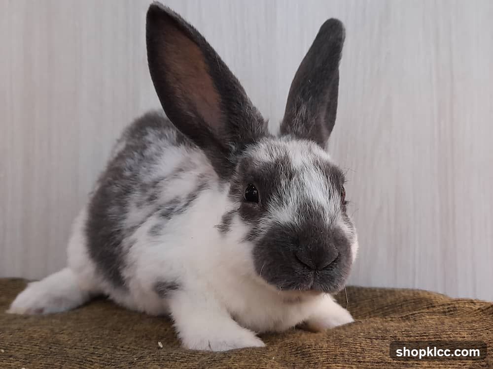 Rabbit